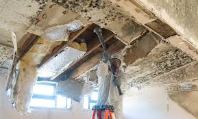 Best Asbestos and Lead Testing During Mold Inspection  in Woodcreek, TX